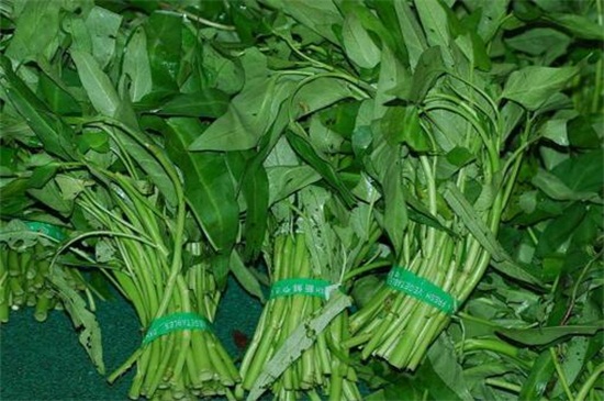 空心菜品种哪种好，竹叶空心菜产量高口质脆味浓
