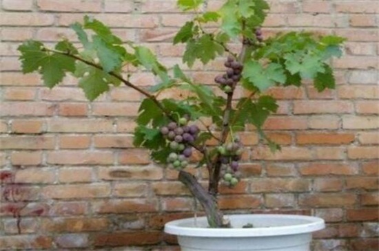 葡萄树的种植技术，掌握四个要点种植出美味的葡萄树