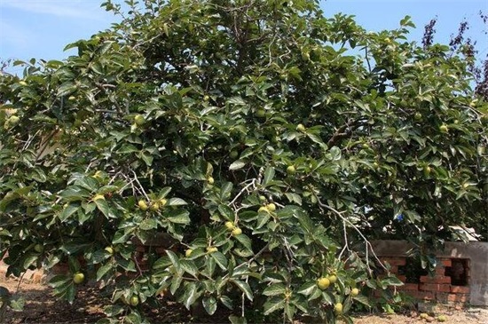 柿子树种植技术与管理，6大要点就能养好柿子树