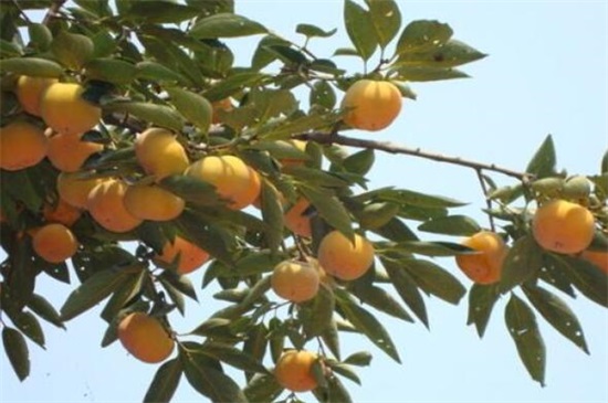 柿子树种植技术与管理，6大要点就能养好柿子树