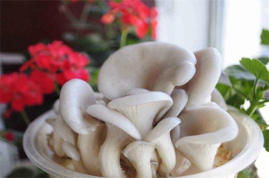 家庭蘑菇种植技术，4个步骤种植出美味的蘑菇