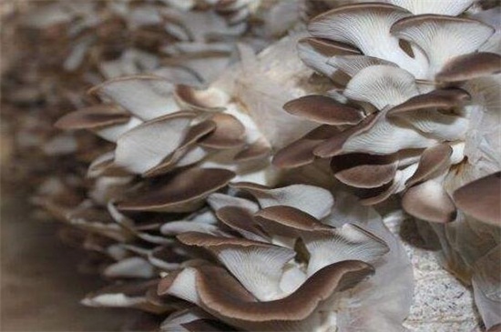 大棚平菇一年种几茬，可以种4茬/根据人工环境来调控