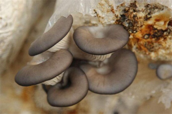 大棚平菇一年种几茬，可以种4茬/根据人工环境来调控