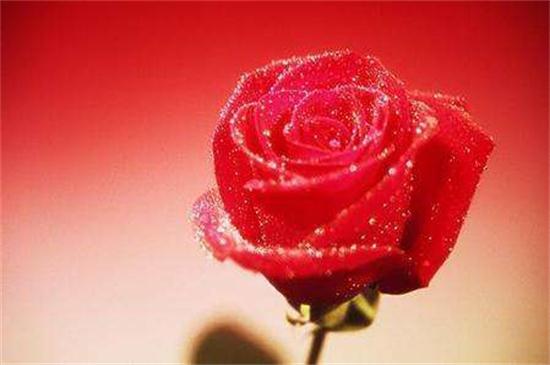 红玫瑰代表什么意思，火热的爱情