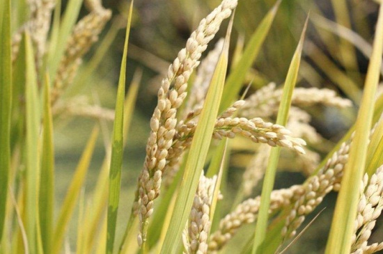 小麦和水稻的区别，三大不同区分小麦与水稻