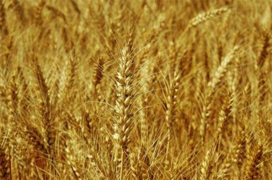 小麦和水稻的区别，三大不同区分小麦与水稻