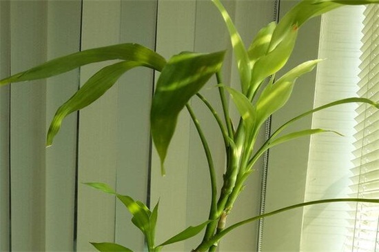竹子怎么养才能更旺盛