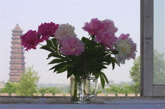 芍药花品种，盘点芍药花的十大常见品种
