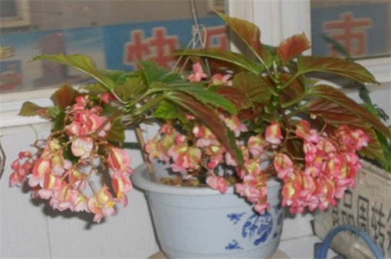 竹节海棠花的养殖方法，4个方法让竹节海棠繁花似锦