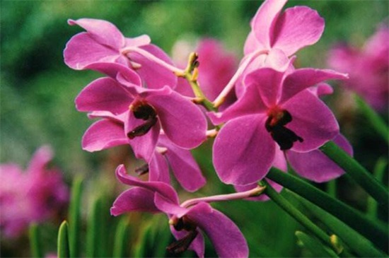 新加坡的国花是什么花，新加坡国花胡姬花(附养殖方法)