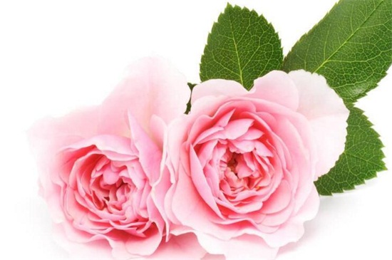 粉色玫瑰代表什么意思,感动\/铭记于心\/不同