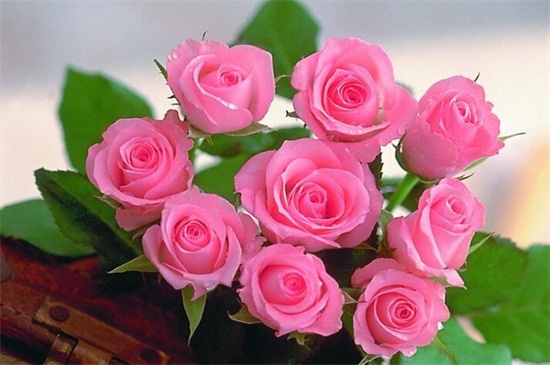 粉色玫瑰代表什么意思,感动\/铭记于心\/不同