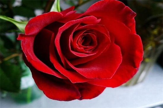 粉色玫瑰代表什么意思，感动/铭记于心/不同颜色代表的意义