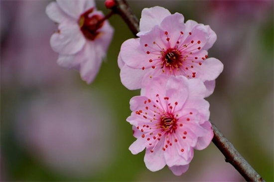 桃花是什么季节开的，春季时节3～4月开