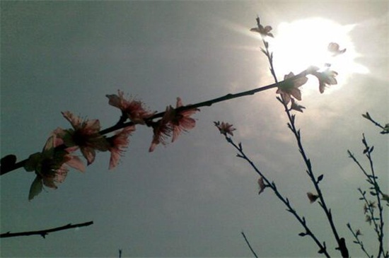 桃花是什么季节开的，春季时节3～4月开