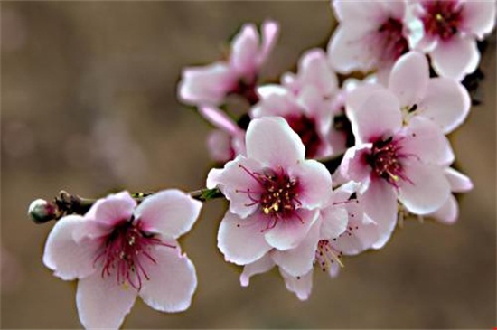 桃花是夏天开的吗 ，桃花的花期为3～4月/6～9月结果