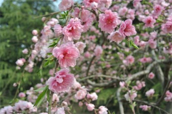 桃花是夏天开的吗 ，桃花的花期为3～4月/6～9月结果