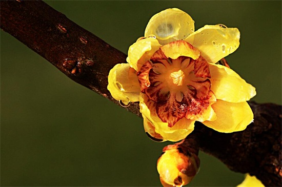 腊梅花什么季节开 一般在冬季 11月至翌年3月 花语网