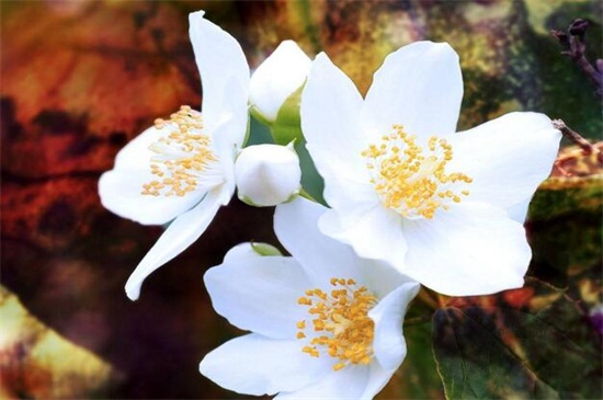 白色茉莉的花语是什么