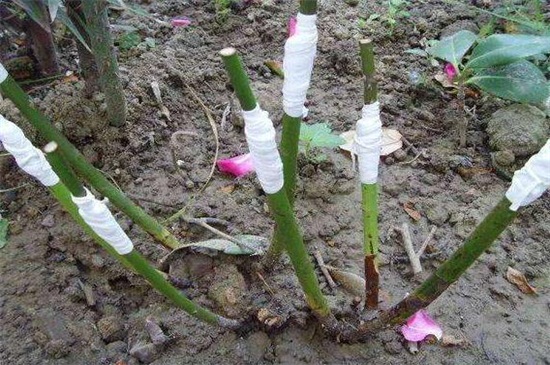 月季能嫁接在什么树上，蔷薇科类的树(附嫁接方法)