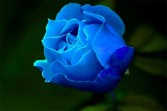 蓝色妖姬买来后怎么养，正常插花/2种保存鲜花方法
