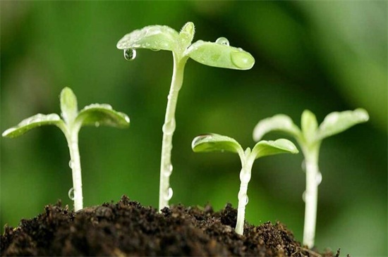 菠菜怎么种植容易发芽，掌握这五种技巧可迅速发芽
