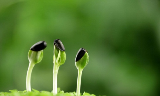 向日葵传播种子的方法，5种方法种子即落地生根