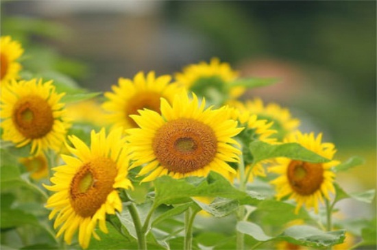 向日葵传播种子的方法，5种方法种子即落地生根