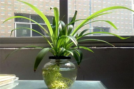 适合水养的室内植物花，吊兰不仅能净化空气还有助于睡眠
