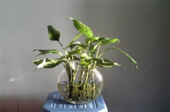 适合水养的室内植物花，吊兰不仅能净化空气还有助于睡眠