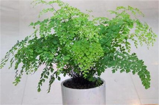 室内可以种植的植物有哪些，种发财树富贵竹可带来好运