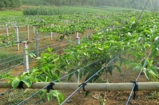 百香果的栽培管理技术，专家细说百香果的栽种和管理