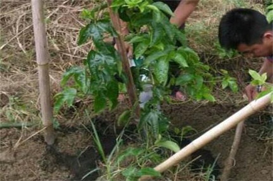 百香果的栽培管理技术，专家细说百香果的栽种和管理