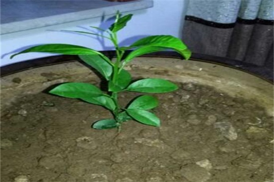 桔子树不发新芽怎么办，对症下药或修剪或加肥水