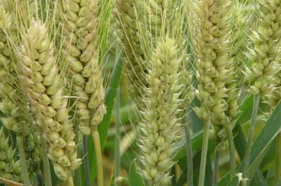 小麦和大麦的区别，细说大小麦的四点不同