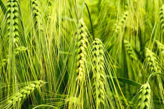小麦和大麦的区别，细说大小麦的四点不同