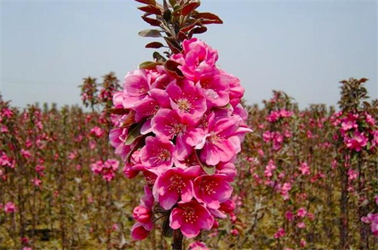 海棠花品种大全大图，盘点十种最漂亮的海棠品种