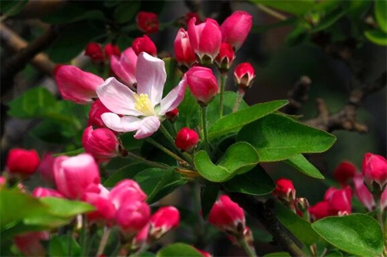 海棠花品种大全大图，盘点十种最漂亮的海棠品种