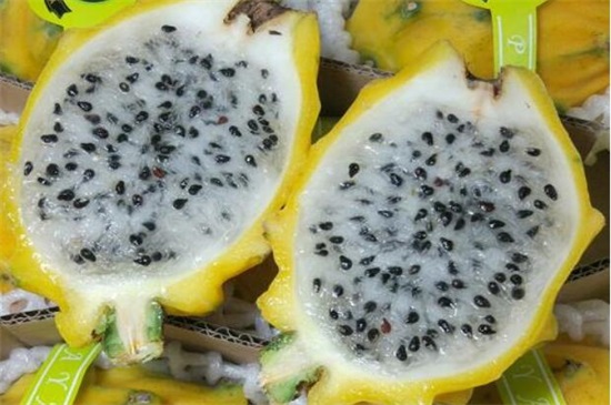 目前最好的火龙果品种，黄皮火龙果营养丰富(60元一个)