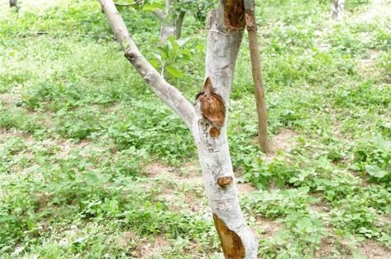 被核桃树上的虫扎了，4个步骤解决核桃树虫扎的伤口