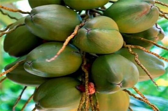 椰子传播种子的方法，主要依靠海水传播