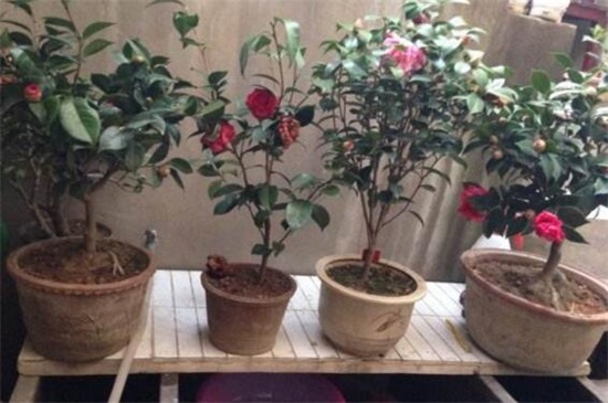 山茶花树种植技术，掌握8种方法可迅速生长