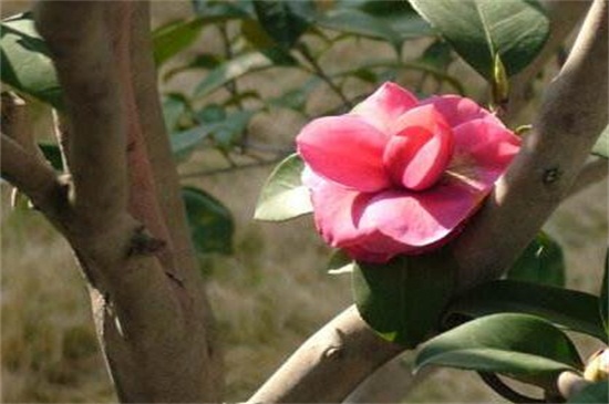 山茶花树种植技术，掌握8种方法可迅速生长