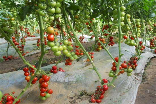 西红柿种植技术与管理，八大要点教会你种植