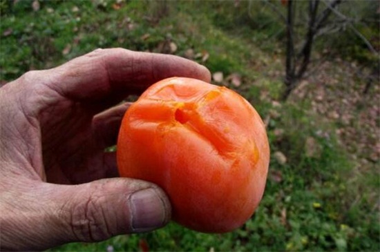 吃柿子有什么好处，详解吃柿子的五大好处
