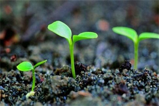 菠菜的种植方法和时间，六个步骤教你种植