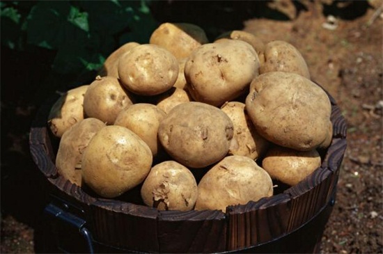 土豆的栽培与管理技术，科学的栽培管理能高产