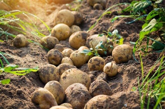 土豆的栽培与管理技术，科学的栽培管理能高产