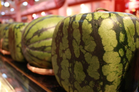 西瓜的品种