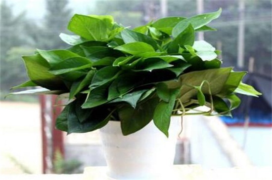 室内放什么植物可以净化空气，盘点十大强力净化空气的植物